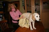 SECHAGE - GOLDEN RETRIEVER 027